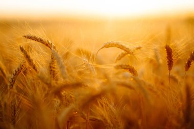 Gün batımında altın buğday tarlası. Sonbahar hasadı.