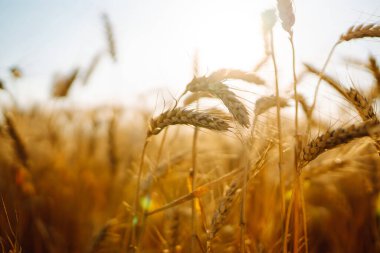 Gün batımında altın buğday tarlası. Sonbahar hasadı.