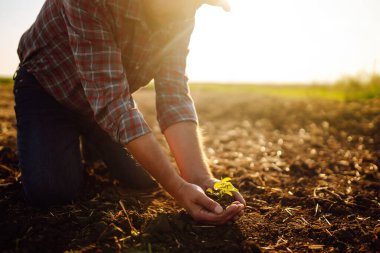 Bitki veya bitki tohumu yetiştirmeden önce toprak sağlığını kontrol eden bir çiftçi eli. Tarım, bahçıvanlık, iş veya ekoloji kavramı.