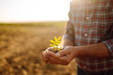 Bitki veya bitki tohumu yetiştirmeden önce toprak sağlığını kontrol eden bir çiftçi eli. Tarım, bahçıvanlık, iş veya ekoloji kavramı.