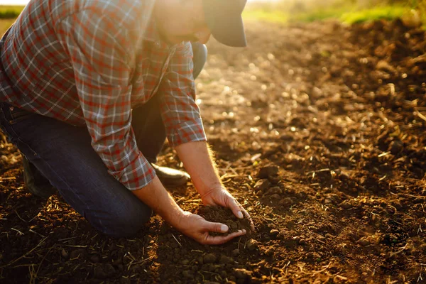 Bitki veya bitki tohumu yetiştirmeden önce toprak sağlığını kontrol eden bir çiftçi eli. Tarım, bahçıvanlık, iş veya ekoloji kavramı.