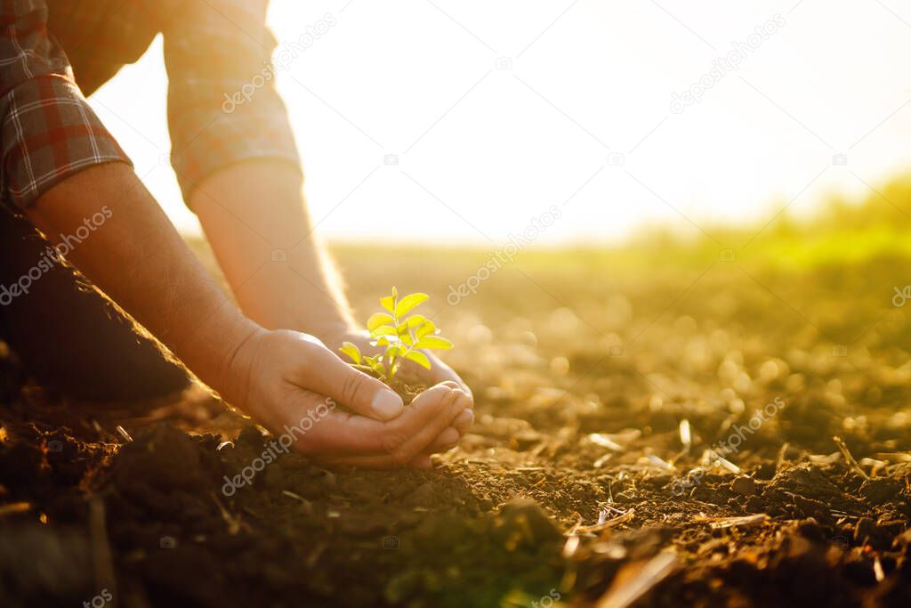Expert hand of farmer checking soil health before growth a seed of vegetable or plant seedling. Agriculture, gardening, business or ecology concept.