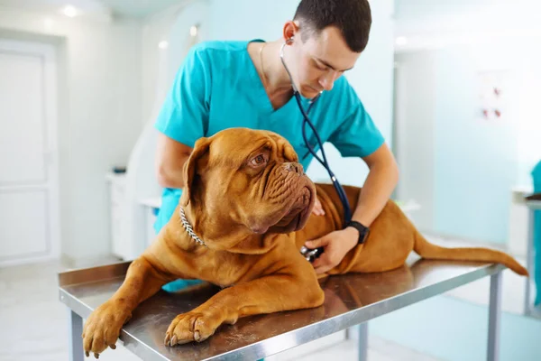 Médico Veterinario Inspeccionando Salud Perro Obediente Pie Sobre Mesa Clínica —  Fotos de Stock