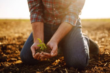 Erkek eller sahada toprağa dokunuyor. Bitki veya bitki tohumu yetiştirmeden önce toprak sağlığını kontrol eden bir çiftçi eli. İş ya da ekoloji kavramı.