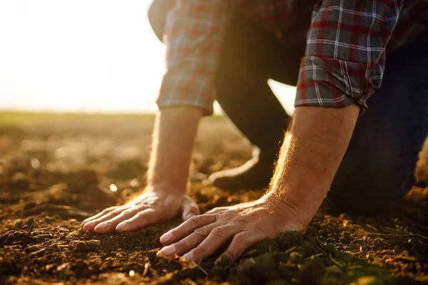 Erkek eller sahada toprağa dokunuyor. Bitki veya bitki tohumu yetiştirmeden önce toprak sağlığını kontrol eden bir çiftçi eli. İş ya da ekoloji kavramı.