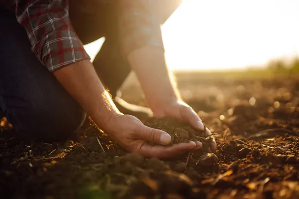 Erkek eller sahada toprağa dokunuyor. Bitki veya bitki tohumu yetiştirmeden önce toprak sağlığını kontrol eden bir çiftçi eli. İş ya da ekoloji kavramı.