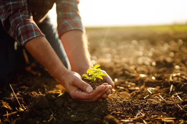 Mani Maschili Toccano Terra Sul Campo Mano Esperta Dell Agricoltore — Foto Stock