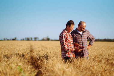 İki Çiftçi mısır gevreği tarlasında dururken buğdayı kontrol etmek için dijital tablette özel bir uygulama kullanıyor. Tarım, bahçıvanlık veya ekoloji kavramı.