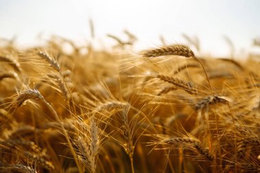 Buğday ve çavdardan yapılmış altın kulakları kapat. Parlak güneş ışığı altında görkemli kırsal alan. Büyüyen doğa hasadı.  