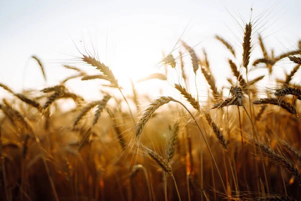 Chiuda Spighe Oro Grano Segale Maestoso Paesaggio Rurale Sotto Luce — Foto Stock