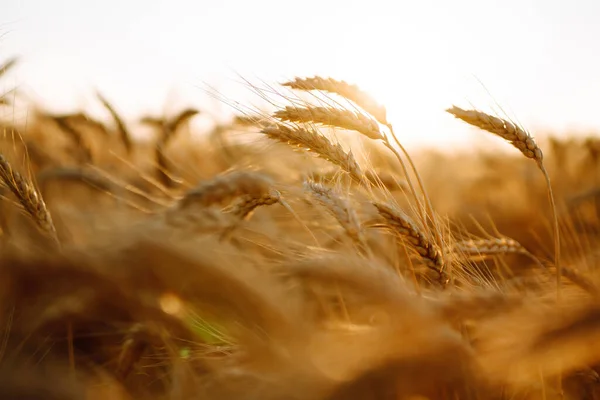 Verschließen Sie Goldene Ähren Von Weizen Oder Roggen Majestätische Ländliche — Stockfoto