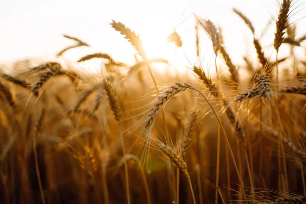 Закройте Золотые Колосья Пшеницы Ржи Величественный Сельский Пейзаж Сияющим Солнцем — стоковое фото
