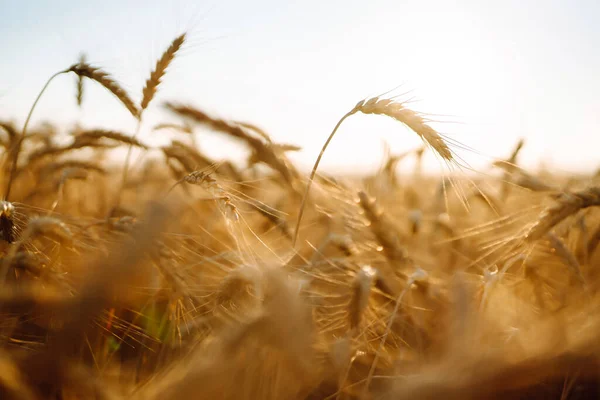 Sullo Sfondo Spighe Maturazione Del Campo Grano Giallo Crescita Raccolta — Foto Stock