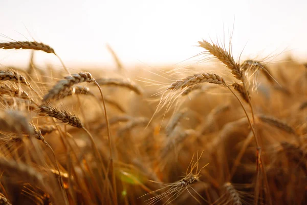 Hintergrund Der Reifenden Ähren Des Gelben Weizenfeldes Ernte Der Natur — Stockfoto