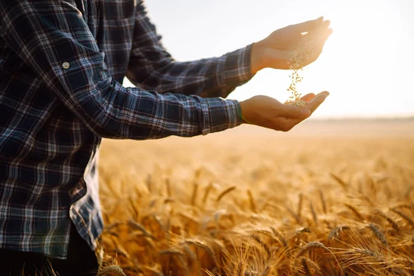 Mani Degli Agricoltori Versano Grano Nel Campo Mano Mano Gli — Foto Stock