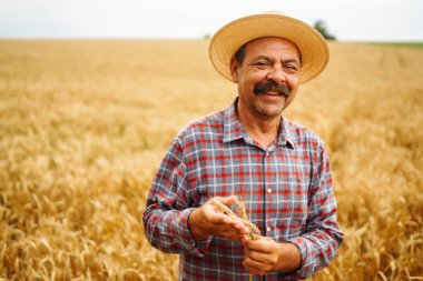 Buğday tarlasında çiftçi. Büyüyen doğa hasadı. Tarım, bahçıvanlık veya ekoloji kavramı.