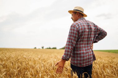 Buğday tarlasında çiftçi. Büyüyen doğa hasadı. Tarım, bahçıvanlık veya ekoloji kavramı.