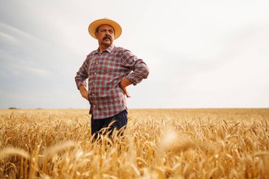 Buğday tarlasında çiftçi. Büyüyen doğa hasadı. Tarım, bahçıvanlık veya ekoloji kavramı.