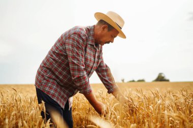 Buğday tarlasında çiftçi. Büyüyen doğa hasadı. Tarım, bahçıvanlık veya ekoloji kavramı.