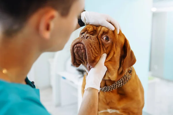 Professional man  veterinarian holding small dog, animal clinic examination. Dogue de bordeaux. Medicine, pet, animals, health care and people concept.