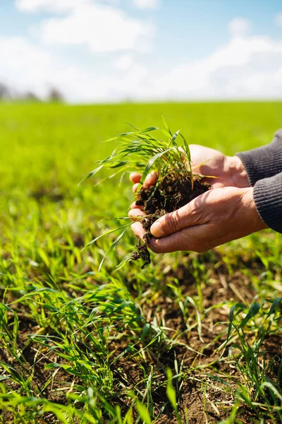 Młode Kiełki Pszenicy Rękach Farmera Koncepcja Rolnictwa Ogrodnictwa Ekologicznego Sadzenia — Zdjęcie stockowe