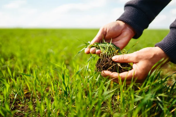 Młode Kiełki Pszenicy Rękach Farmera Koncepcja Rolnictwa Ogrodnictwa Ekologicznego Sadzenia — Zdjęcie stockowe