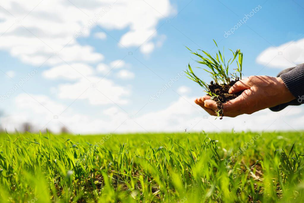 Young wheat sprout in the hands of a farmer.  Agriculture, organic gardening, planting or ecology concept. 