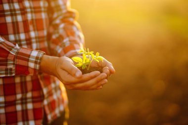 Genç bitkilerle dolu bol toprakları tutan bir insan elinden kaybet. Yeşil Dünya Günü 'nü düşün. Tarım, bahçıvanlık veya ekoloji kavramı
