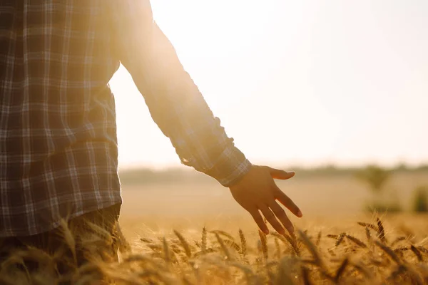 Hombre Caminando Atardecer Tocando Espigas Trigo Campo Oro Agricultura Jardinería —  Fotos de Stock