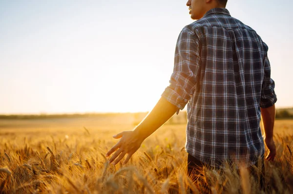 Man Walking Sunset Touching Wheat Ears Gold Field Agriculture Gardening — Stock Photo, Image