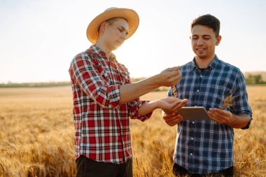 Çiftçiler buğday tarlasında tarım konularını tartışıyor. Tarlada tabletli çiftçiler. Akıllı çiftlik. Tarım, bahçıvanlık veya ekoloji kavramı.