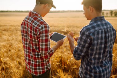 Çiftçiler buğday tarlasında tarım konularını tartışıyor. Tarlada tabletli çiftçiler. Akıllı çiftlik. Tarım, bahçıvanlık veya ekoloji kavramı.
