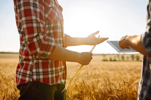 Çiftçiler Buğday Tarlasında Tarım Konularını Tartışıyor Tarlada Tabletli Çiftçiler Akıllı — Stok fotoğraf