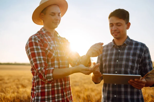 Agricultorii Discută Probleme Agricole Câmp Grâu Fermieri Tabletă Teren Fermă — Fotografie, imagine de stoc