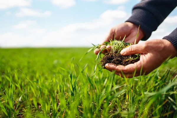 Young Green Wheat Seedlings Hands Farmer Organic Green Wheat Field — Stock Photo, Image