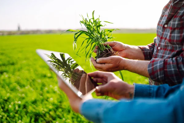 Çiftçiler Tarladaki Genç Buğdaylarla Ilgili Tarım Konularını Tartışıyor Tarlada Tabletli — Stok fotoğraf