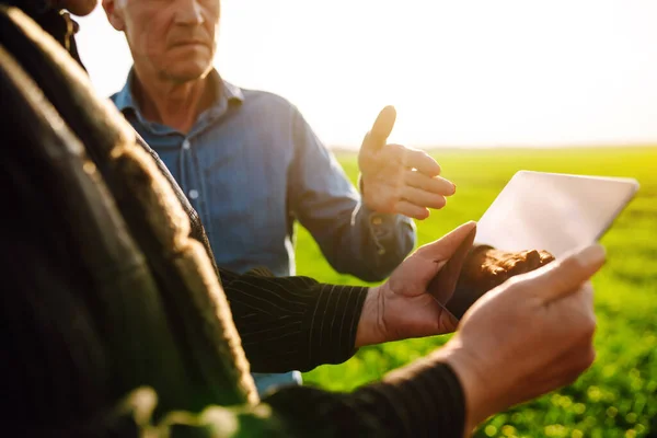 Çiftçiler Tarladaki Genç Buğdaylarla Ilgili Tarım Konularını Tartışıyor Tarlada Tabletli — Stok fotoğraf