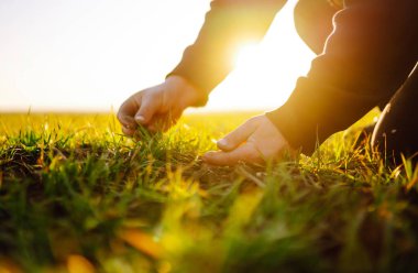 Çiftçi el tarladaki yeşil buğday yapraklarına dokunur. Bir çiftçinin ellerinde yeşil buğday fideleri. Tarım, organik bahçe, ekme ya da ekoloji konsepti.