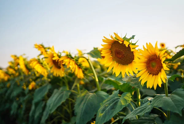 Çiçek açan ayçiçeği tarlası. Organik ve doğal çiçek arkaplanı. Güneşli bir günde tarım..