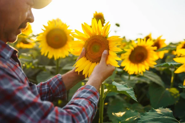 Ayçiçeği tarlasında çiftçi. Tarlada ayçiçeği mahsulünü inceleyen çiftçi. Organik ve doğal çiçek arkaplanı. Hasat, organik konsept.