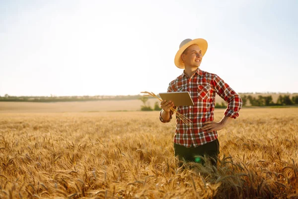 Farmer Tablet Hands Golden Wheat Field Smart Farm Agriculture Organic — Foto Stock