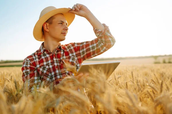 Altın Buğday Tarlasında Ellerinde Tabletle Çiftçi Akıllı Çiftlik Tarım Organik — Stok fotoğraf