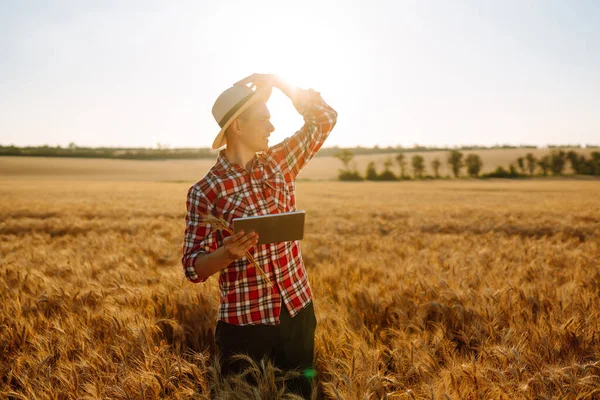 Farmer Tablet Hands Golden Wheat Field Smart Farm Agriculture Organic — Stok fotoğraf