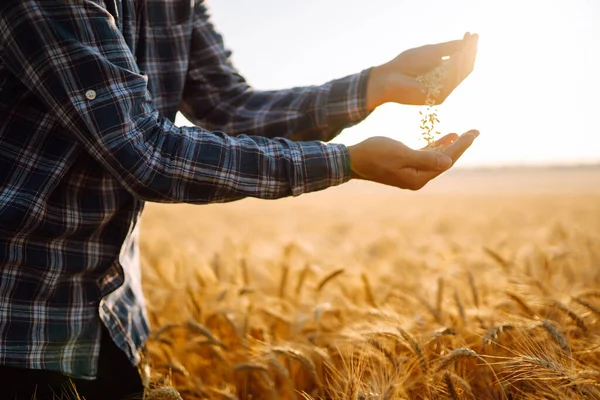 Farmers Hands Pour Grain Field Hand Hand Agriculture Organic Gardening — Foto Stock