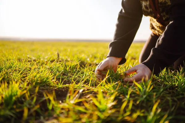 Young Green Wheat Seedlings Hands Farmer Agriculture Organic Gardening Planting — Zdjęcie stockowe