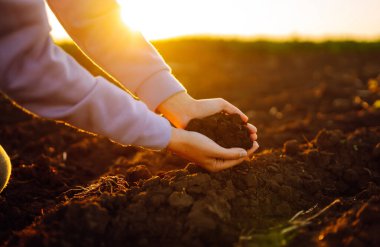 Female hands touching soil on the field at sunset. Agriculture, organic gardening, planting or ecology concept. 