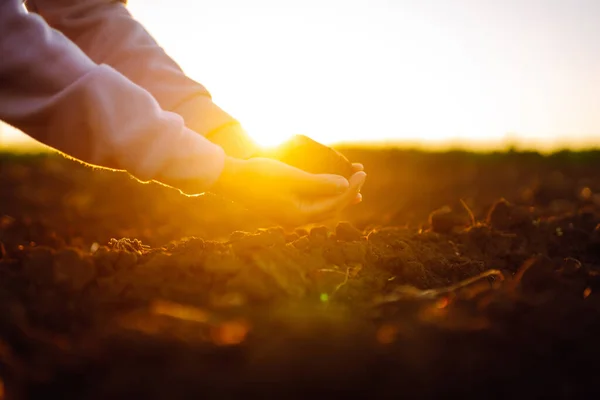 Female Hands Touching Soil Field Sunset Agriculture Organic Gardening Planting — Stock fotografie
