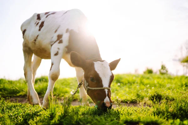 Calf Eating Green Grass Sunset Farm Baby Animal — Photo