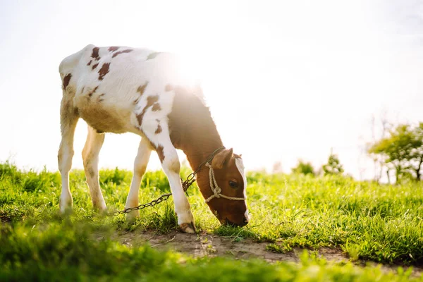 Calf Eating Green Grass Sunset Farm Baby Animal — Photo