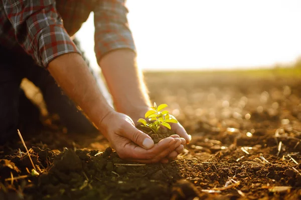 Bitki veya bitki tohumu yetiştirmeden önce toprak sağlığını kontrol eden bir çiftçi eli. Tarım, organik bahçe, ekme ya da ekoloji konsepti.